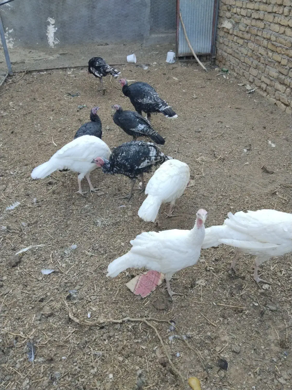 بوقلمون|حیوانات مزرعه|مشهد, کلاته تیموری|دیوار