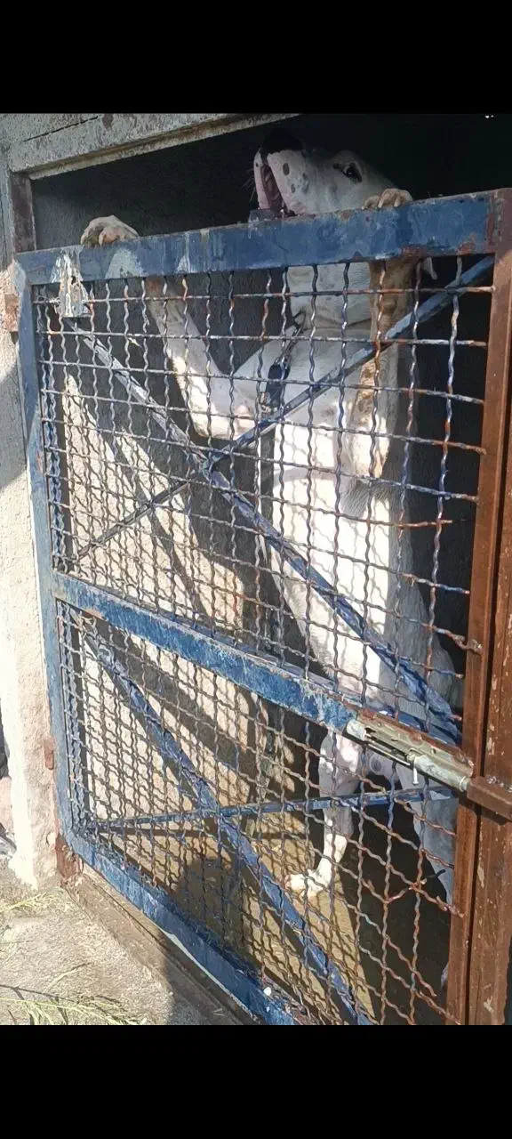 سگ داگو اصیل|سگ|کرج, گلشهر|دیوار