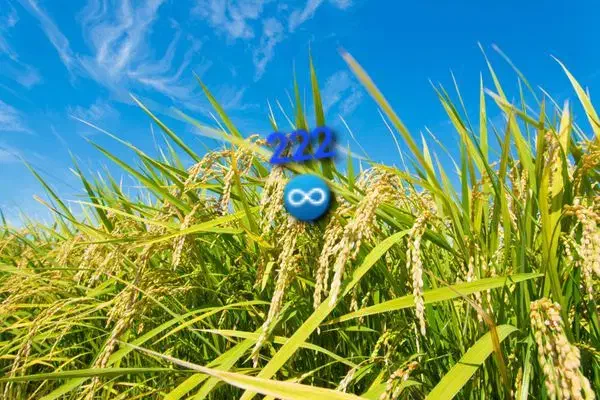 پیدا شده|اشیا|نیشابور, هفده شهریور|دیوار