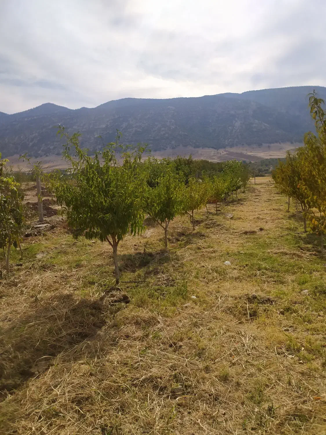 باغ در سراب ایوان|فروش زمین و ملک کلنگی|ایوان, |دیوار