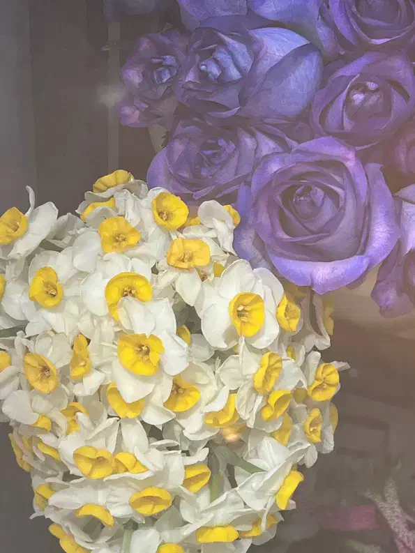 رز ژولیت|گل مصنوعی|سبزوار, قصبه شرقی|دیوار