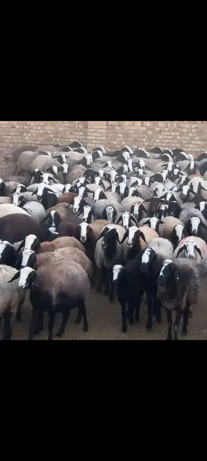 ۱۲۰ راس شیشک میش شال هیکلی درشت آبستن سنگین|حیوانات مزرعه|بوئین زهرا, |دیوار