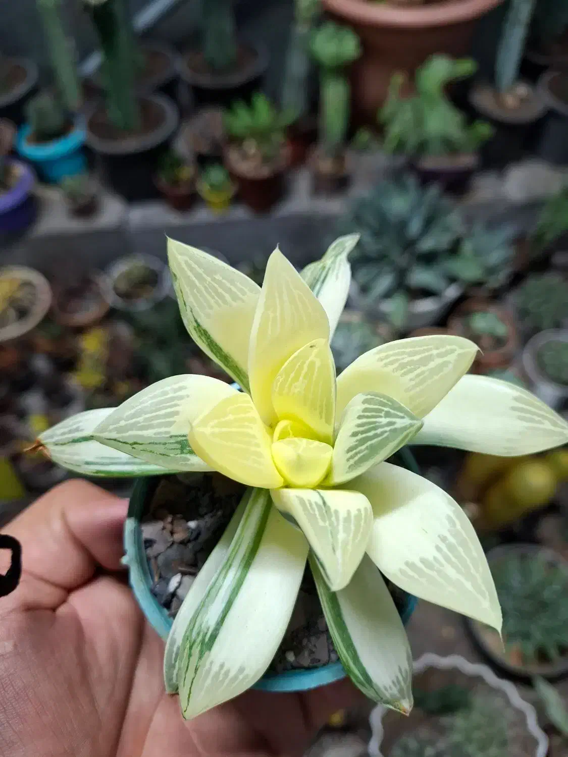 گل،آبنما|گل و گیاه طبیعی|نیشابور, شهرک ولیعصر|دیوار