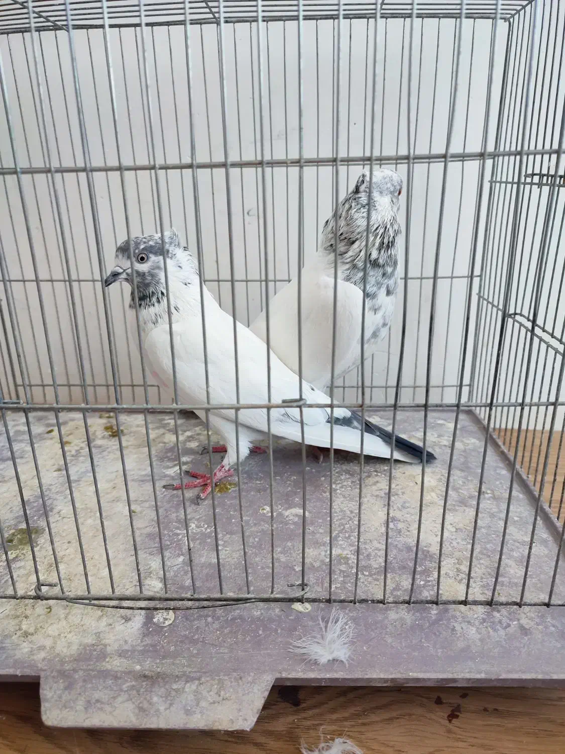 کبوتر پرشی|پرنده|دلیجان, |دیوار