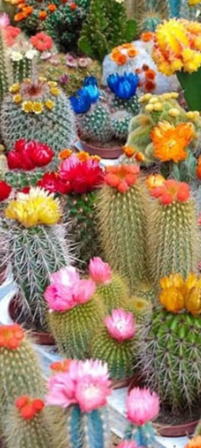 انواع گل کاکتوس ایرانی وخارجی|گل و گیاه طبیعی|بوئین زهرا, |دیوار