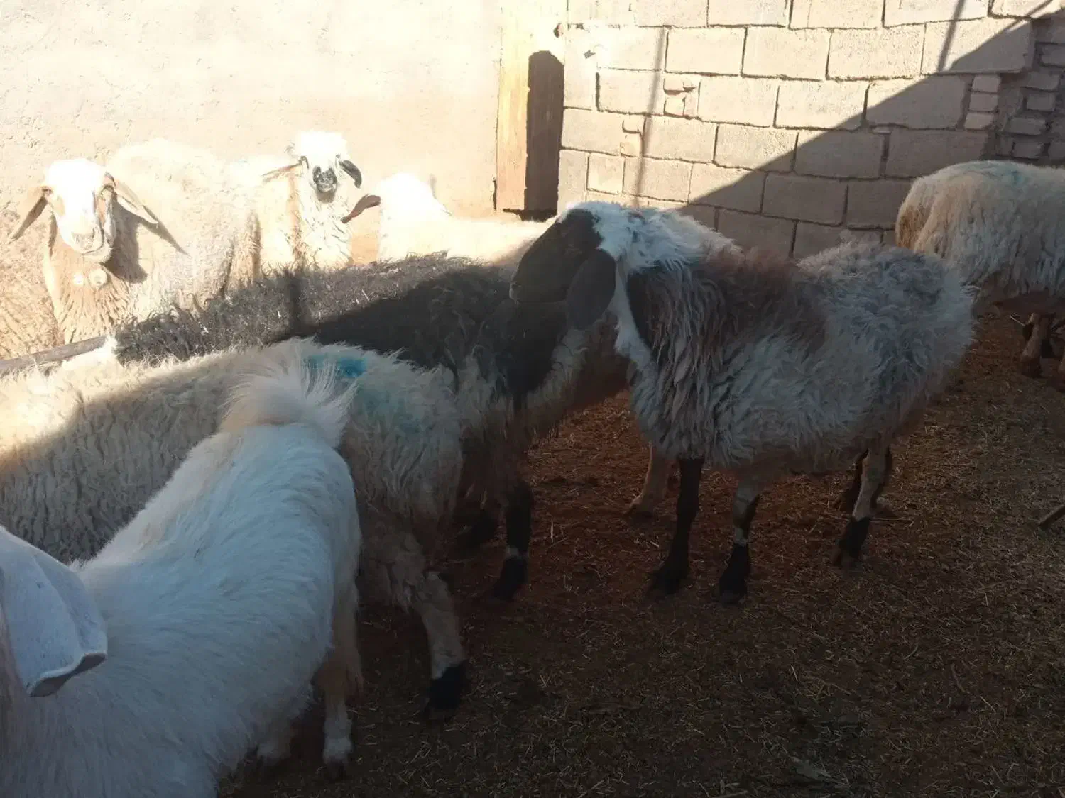 میش آبستن|حیوانات مزرعه|سده (خراسان جنوبی), |دیوار