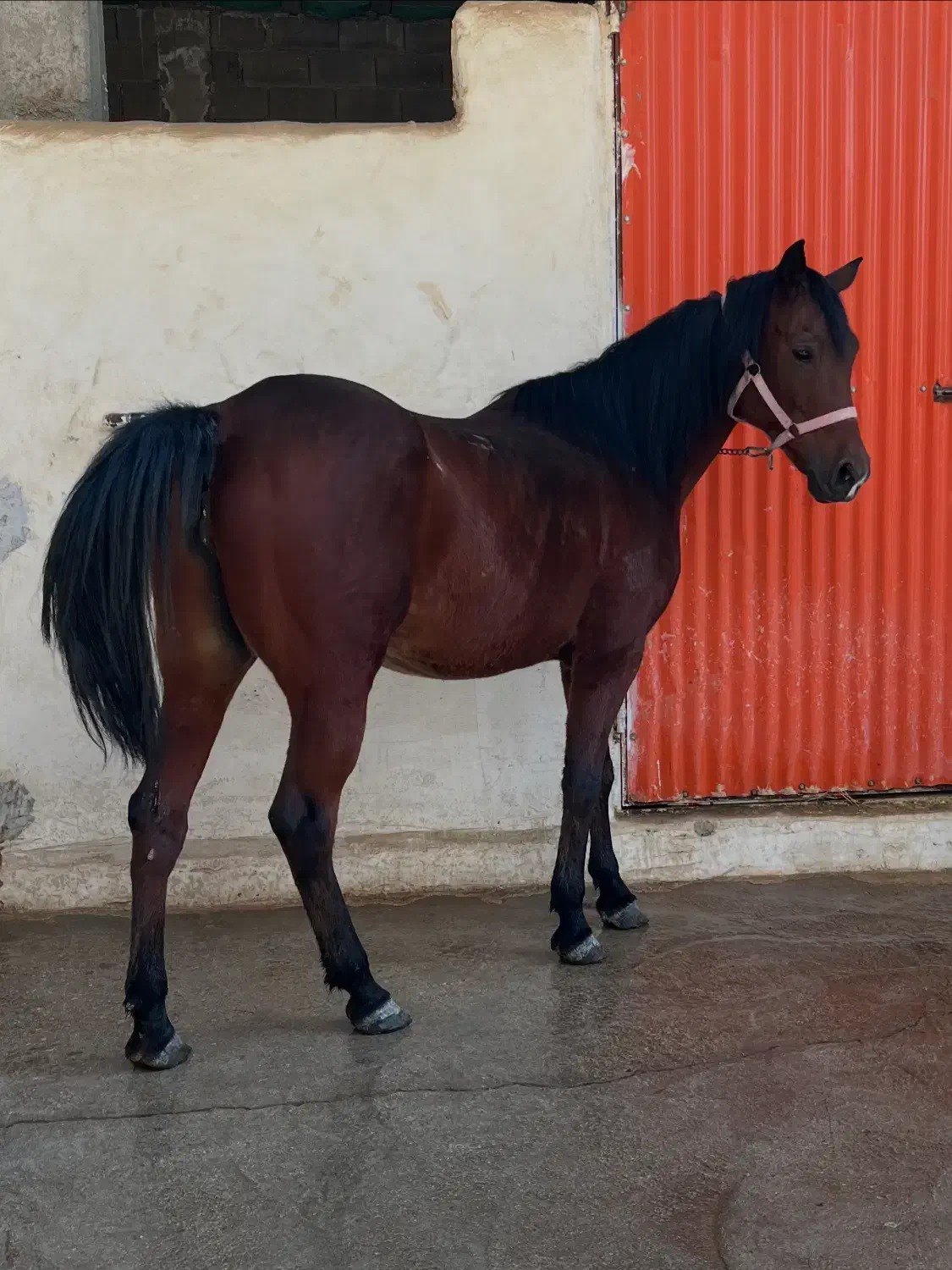 اسب|اسب و تجهیزات اسب‌سواری|اهواز, زردشت|دیوار