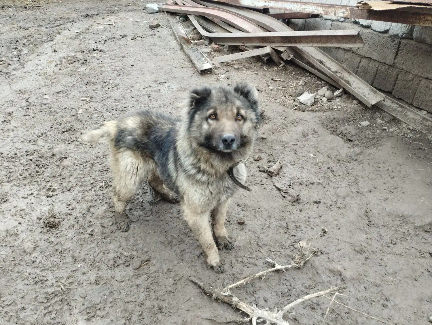 سگ نگهبان ق ۲|سگ|اردبیل, |دیوار