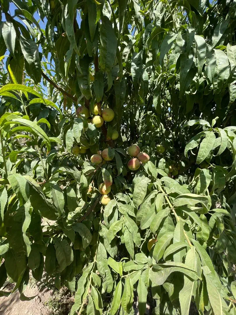 سرمایه گذاری ۳۳۰متری شهرکی  سهیلیه|فروش زمین و ملک کلنگی|محمدشهر, زیبادشت|دیوار