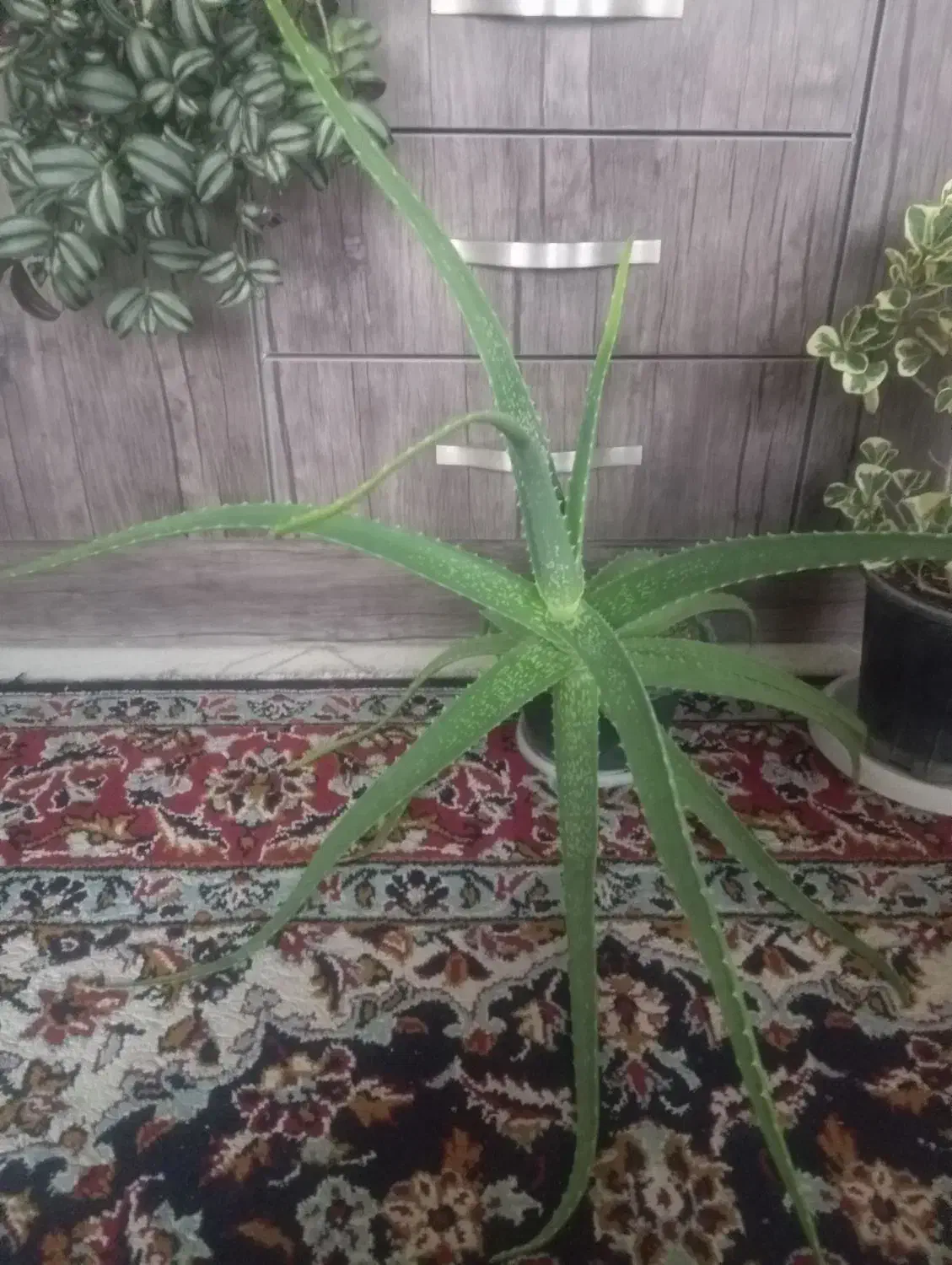 گیاه صبر زرد|گل و گیاه طبیعی|تهران, شاهین|دیوار