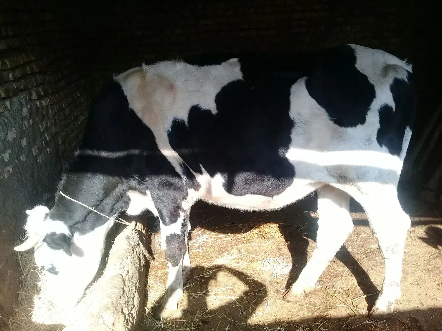 تلیسه آبستن|حیوانات مزرعه|گرگان, |دیوار