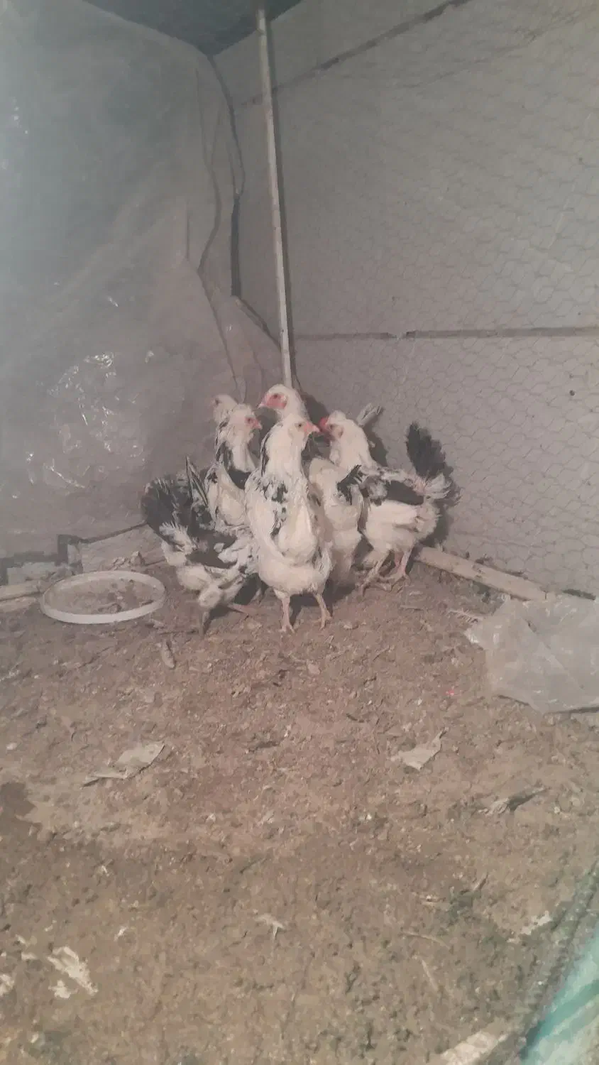 ۱۱ مرغ یه خروس|حیوانات مزرعه|اصفهان, شهرک کاوه|دیوار