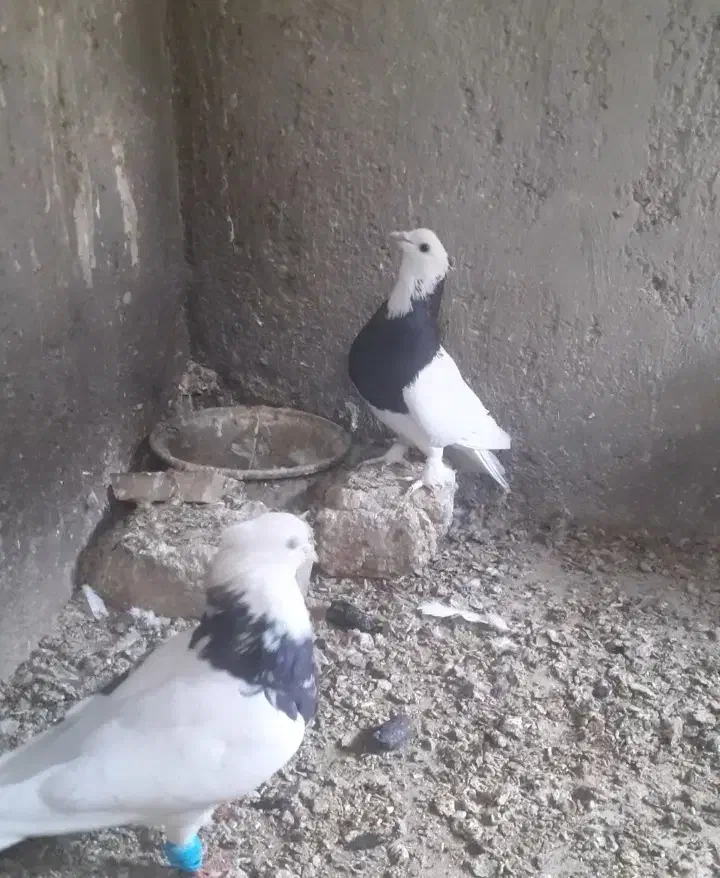 جفت طوقی قشنگ فروشی|پرنده|بردسکن, |دیوار