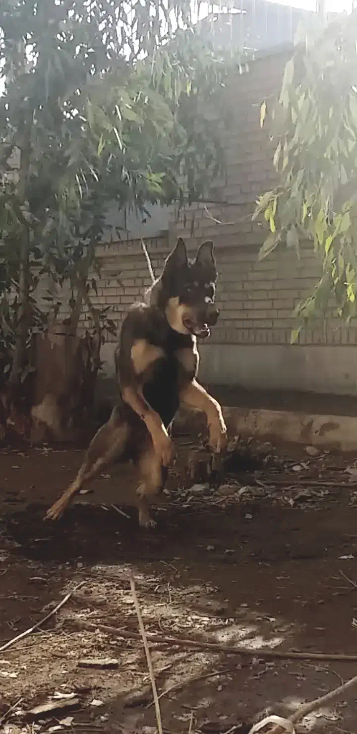 سگ ژرمن بی همتا|سگ|قم, باسکول|دیوار