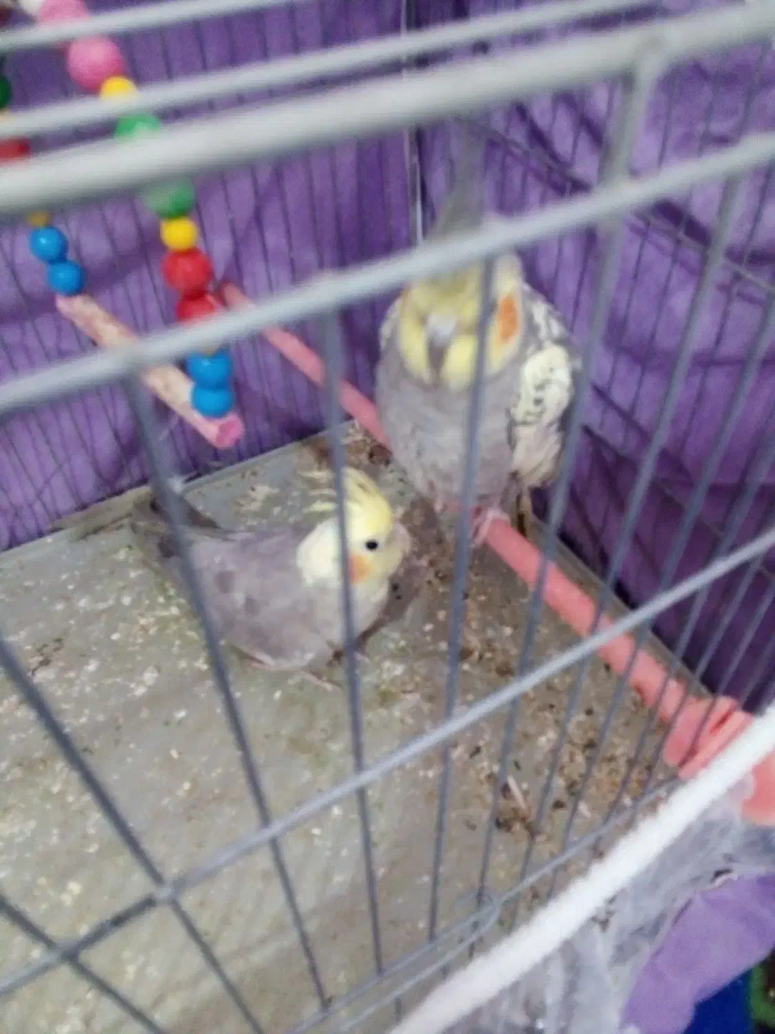 عروس هلندی سخنگو نر|پرنده|بیرجند, |دیوار