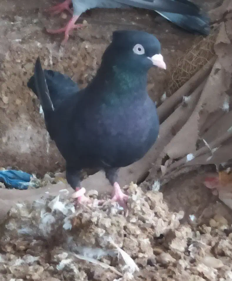 کبوتر زاغ|پرنده|هندیجان, |دیوار