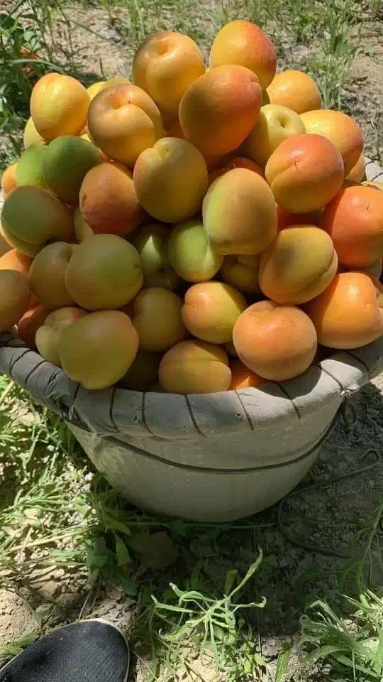 فروش انواع نهال میوه لیبلدار|خدمات باغبانی و درختکاری|شهریار, شهرک شاهد|دیوار