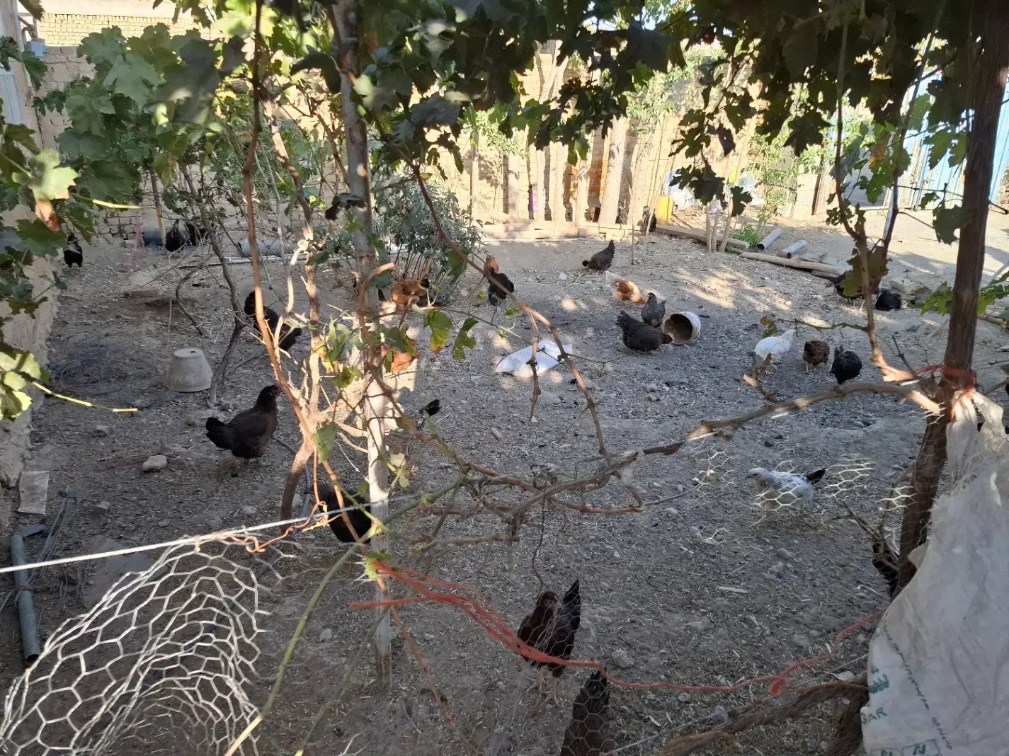 مرغ و خروس|پرنده|قره چای, |دیوار