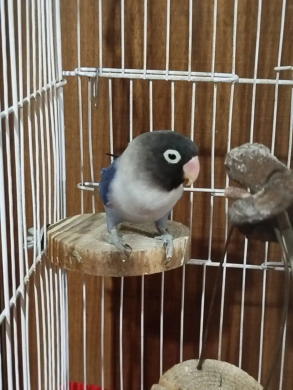 طوطی برزیلی|پرنده|تهران, هفده شهریور|دیوار