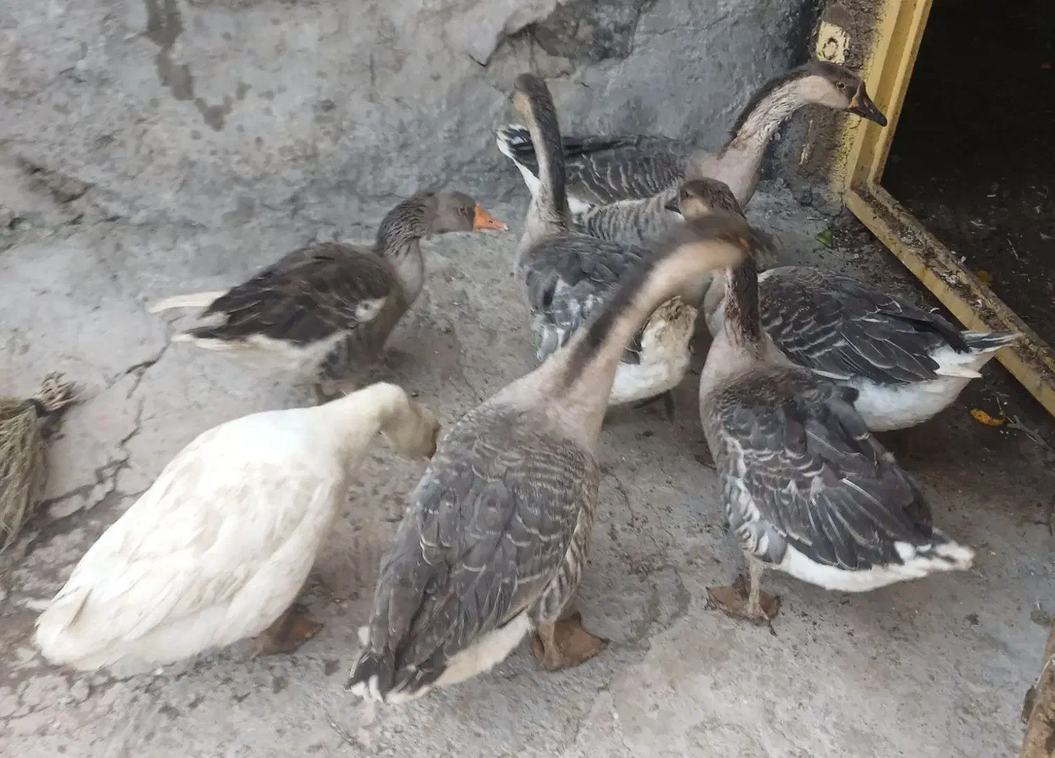 قوقایک سال|حیوانات مزرعه|باسمنج, |دیوار