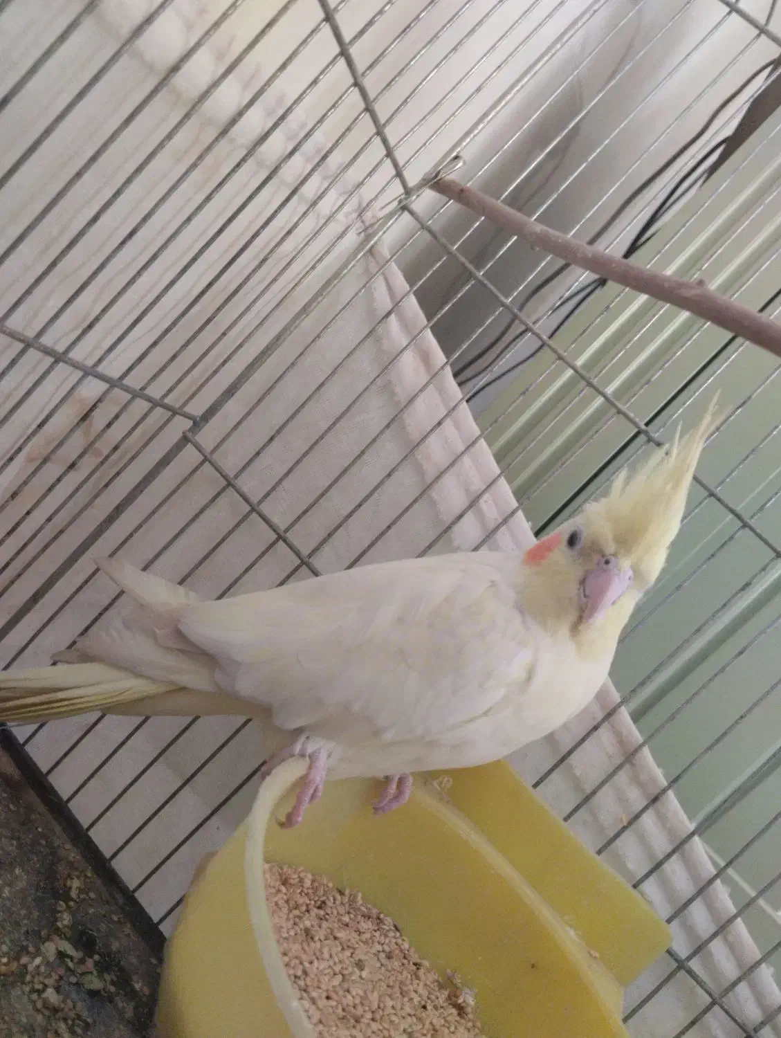 عروس هلندی|پرنده|پاکدشت, پاکدشت (مامازند)|دیوار