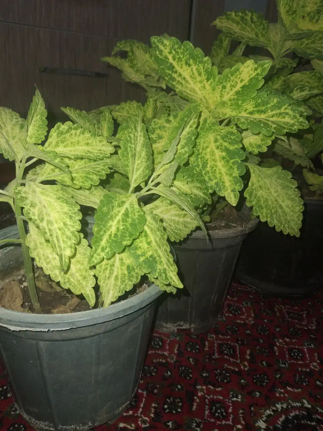 گل های زیبا|گل و گیاه طبیعی|جوانرود, |دیوار