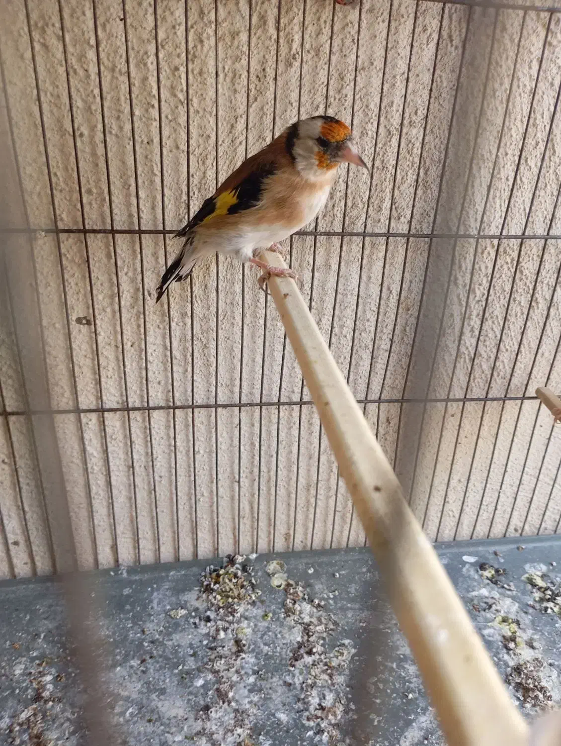 سهره کار داده|پرنده|تهران, اتابک|دیوار