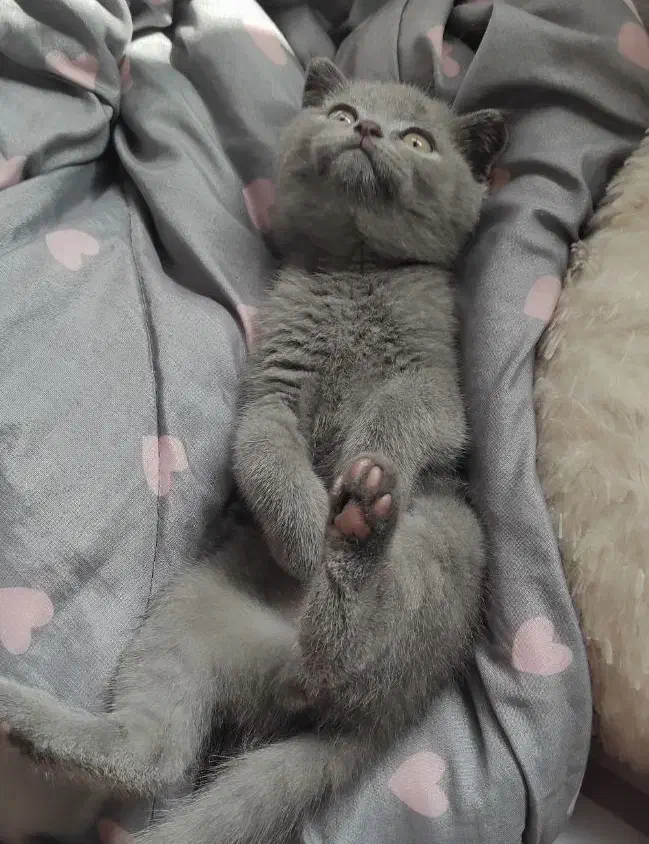 گربه اسکاتیش بلو نر|گربه|رودبنه, |دیوار