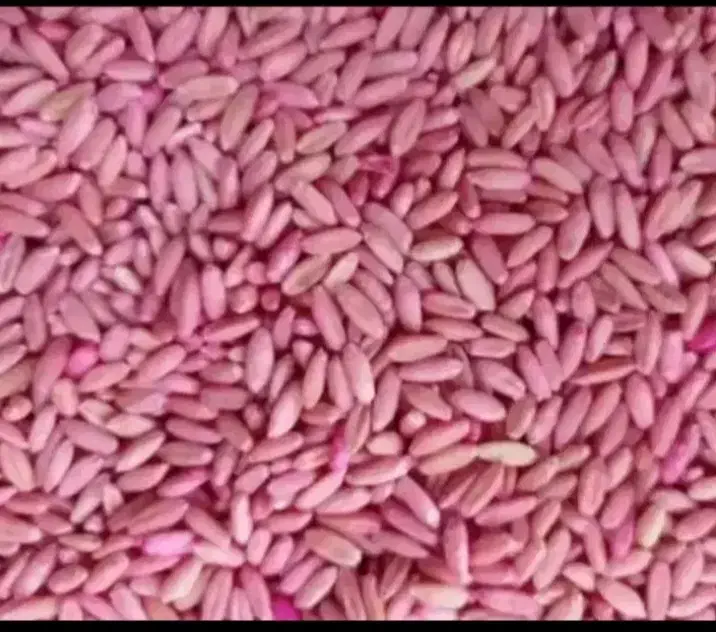 بذر گندم دیم|عمدهفروشی|خرقان, |دیوار