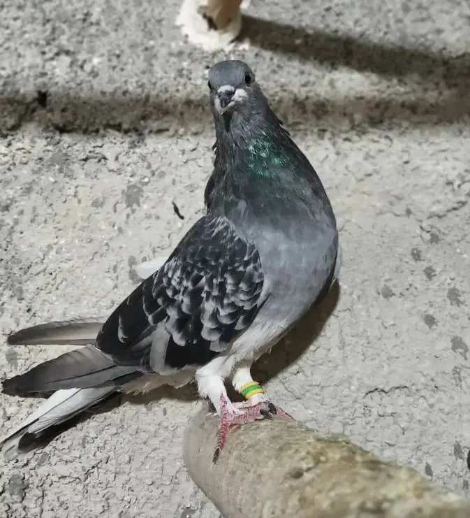 یک جفت کبوتر ماده زور دار|پرنده|ایوان, |دیوار