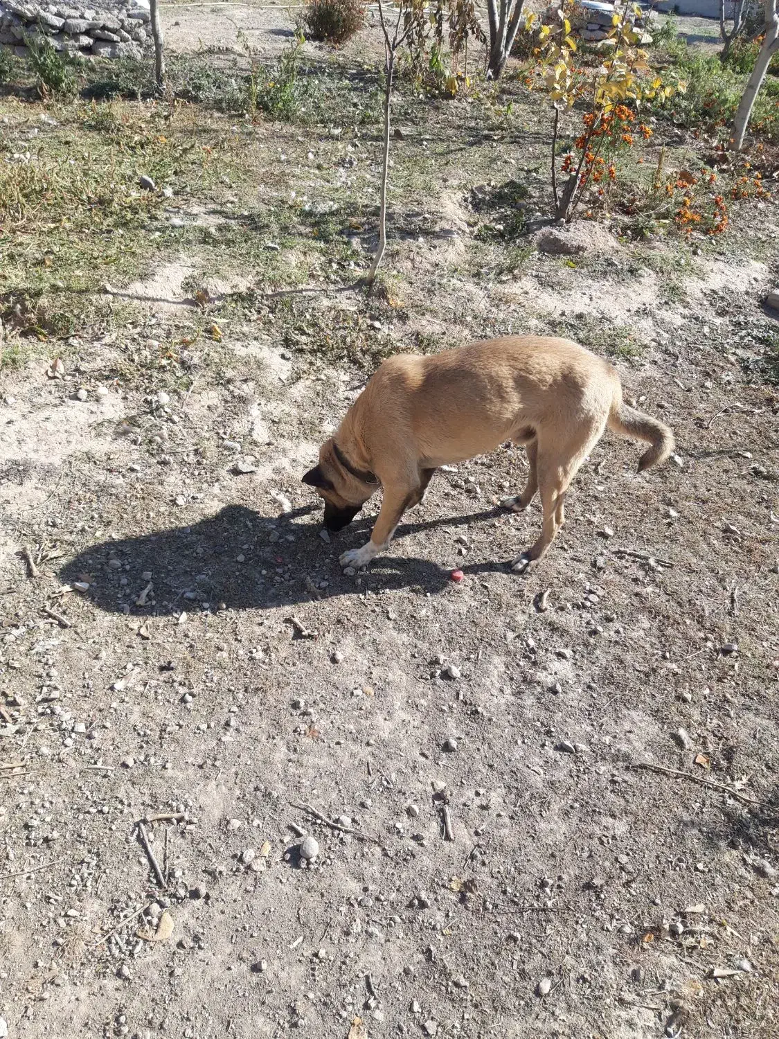 سگ دو رگه|سگ|اردبیل, |دیوار