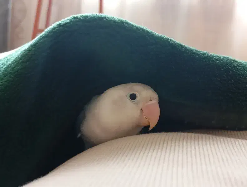 طوطی برزیلی یووینگ خاص و کمیاب|پرنده|تهران, باشگاه نفت|دیوار