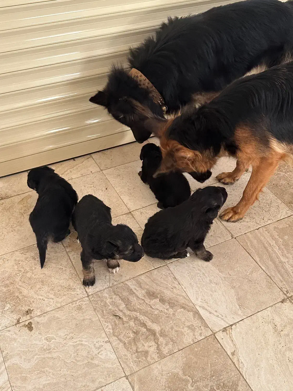 سگ ژرمن|سگ|رودهن, |دیوار