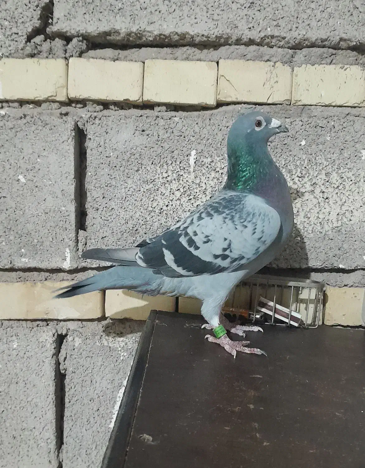 کبوتر عراق|پرنده|باوی, |دیوار