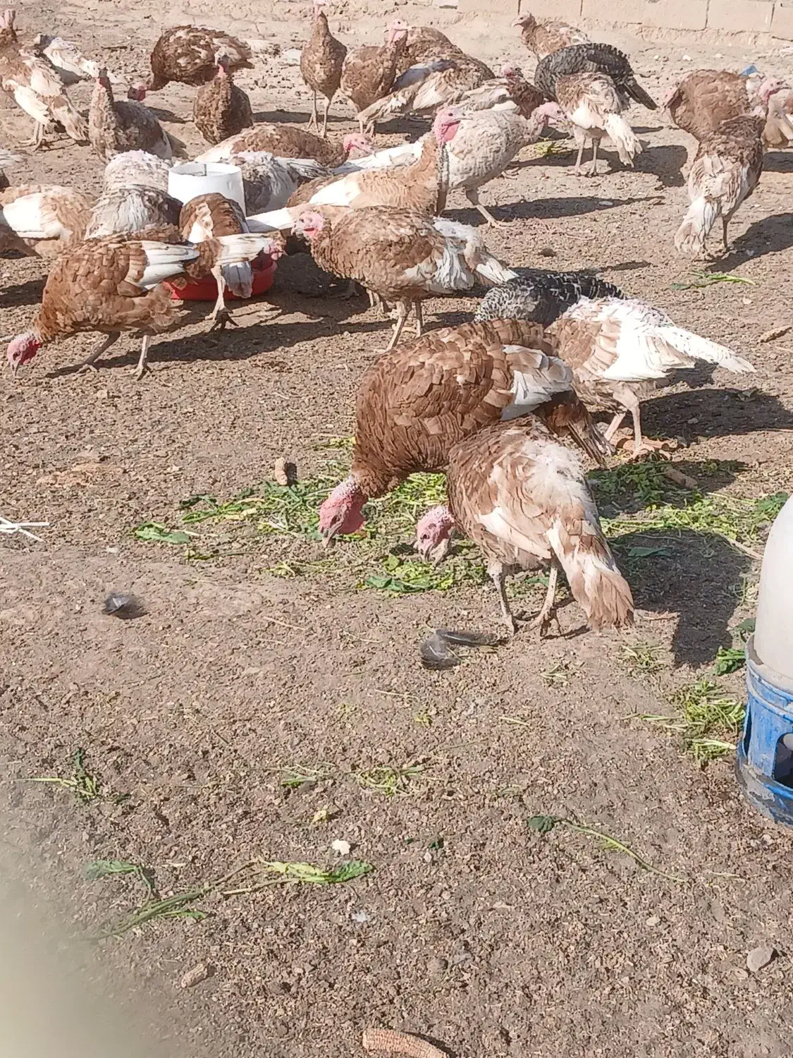 کود بوقلمون|گل و گیاه طبیعی|بشاریات, |دیوار