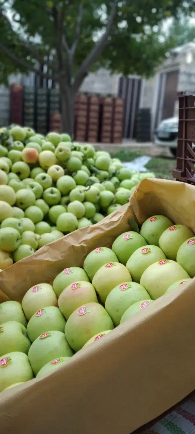 خرید سیب و اجاره باغات سیب|خدمات باغبانی و درختکاری|اهر, |دیوار