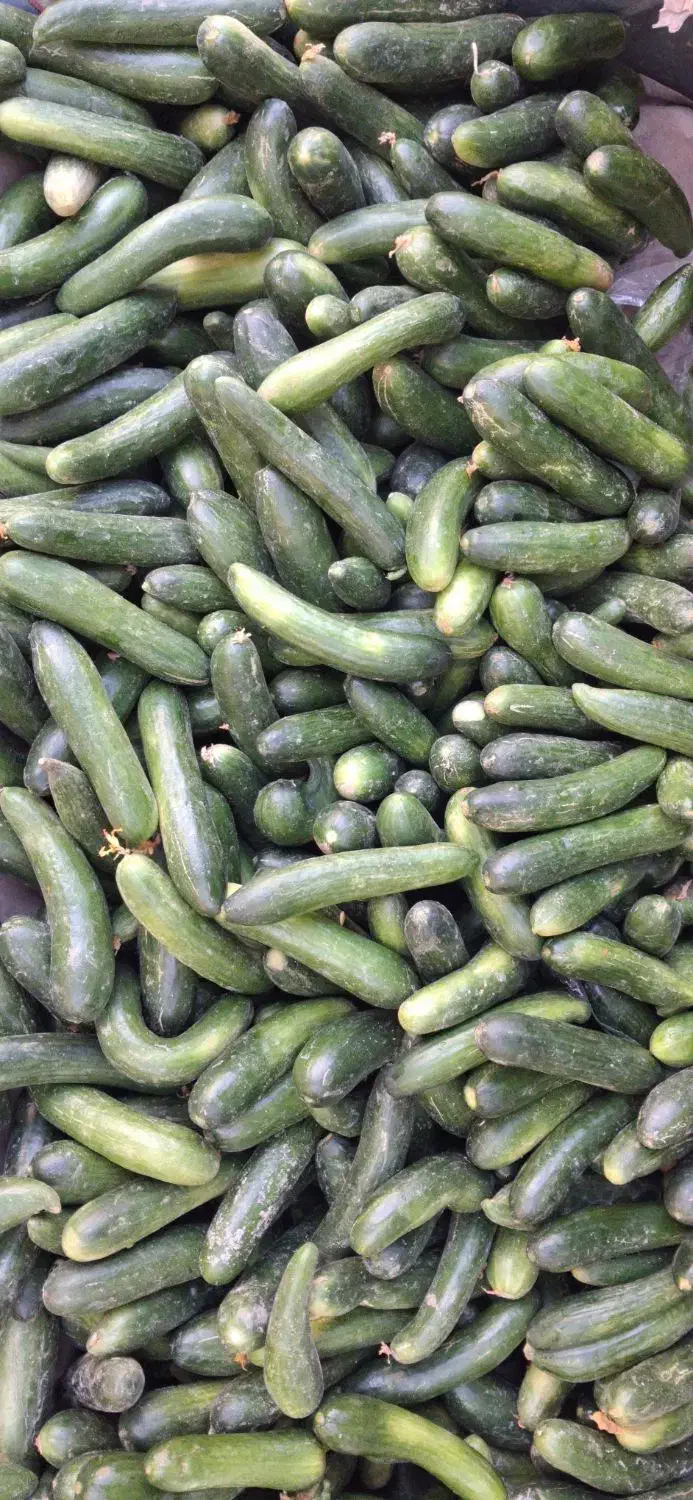 خیار محلی ۲۸ت و ۱۵ت|حراج|جهرم, |دیوار