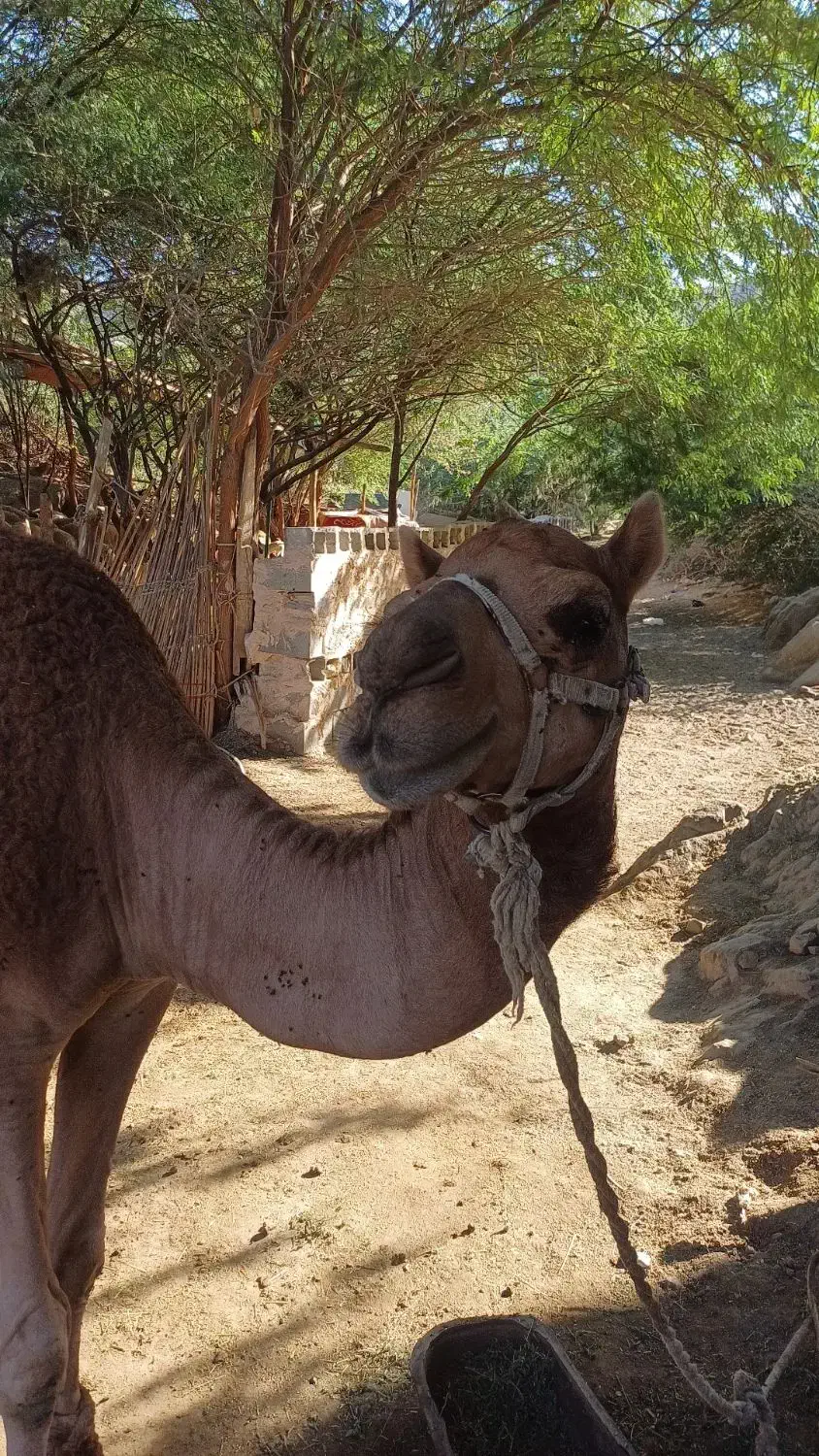 شتر نر ۳سال مخصوص داشت|حیوانات مزرعه|میناب, |دیوار