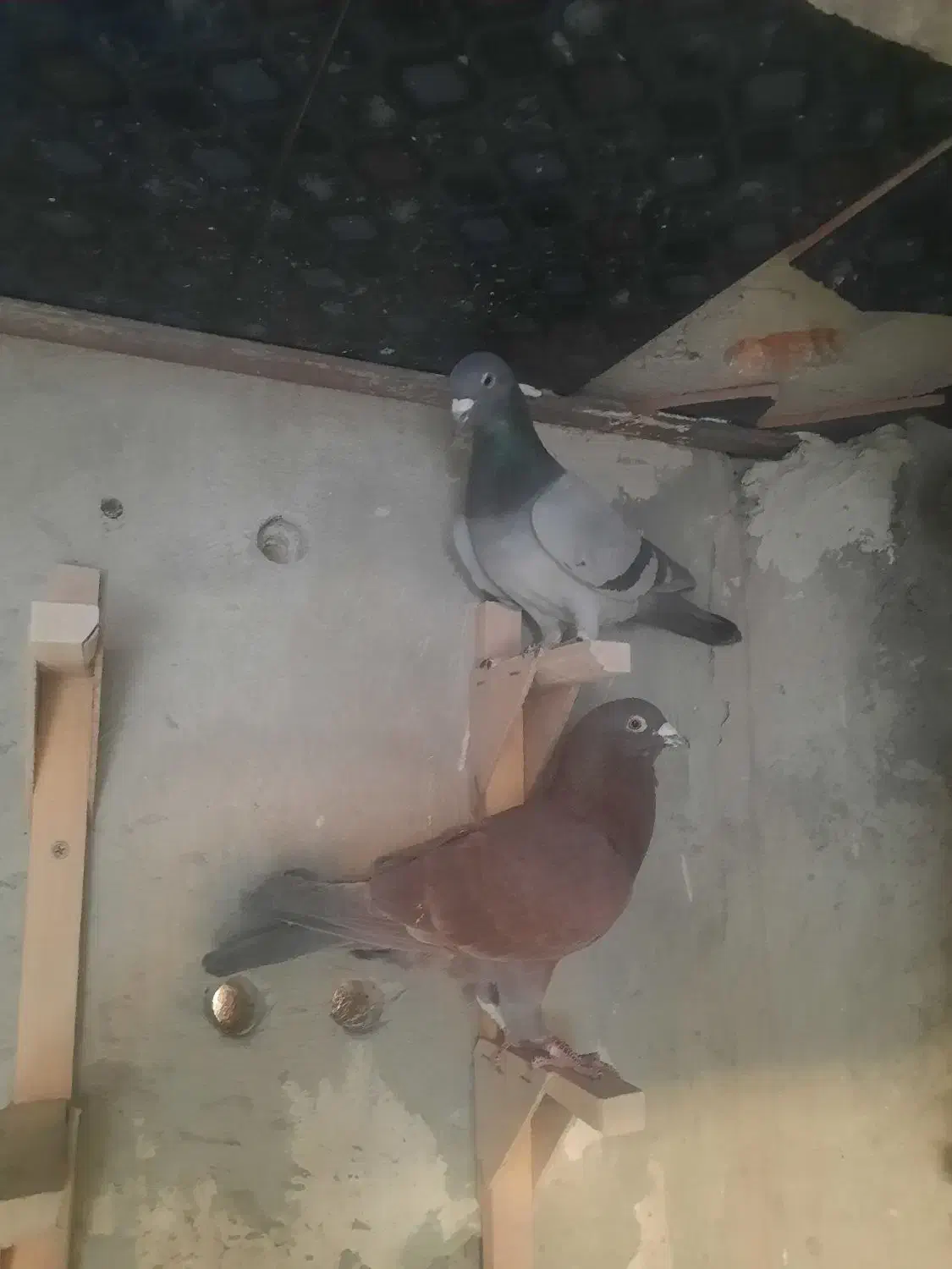 کفتر|پرنده|مرودشت, تامین اجتماعی‎|دیوار