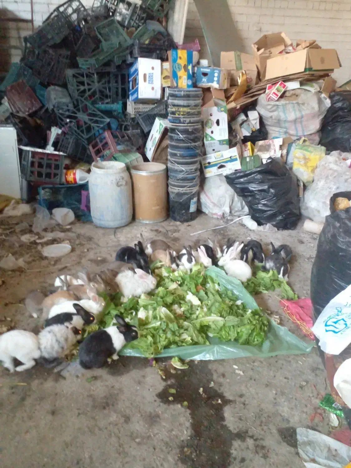 خرگوش|موش و خرگوش|تبریز, |دیوار