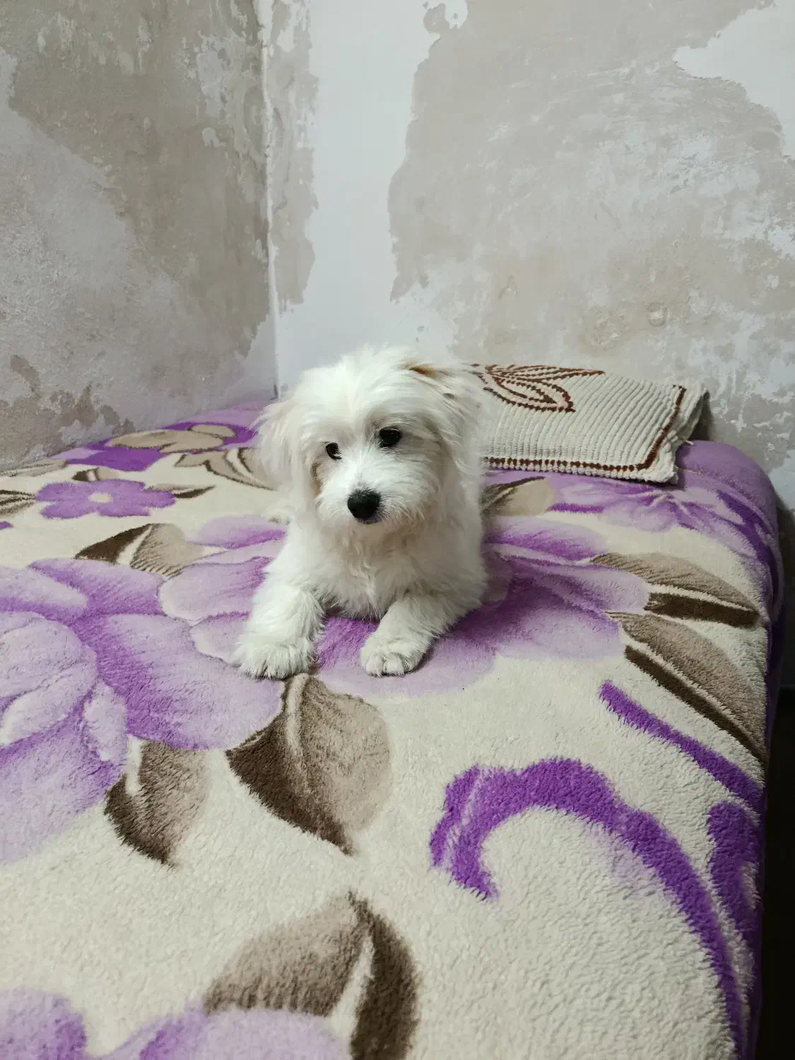 سگ شیتزو|سگ|تربت جام, والفجر|دیوار