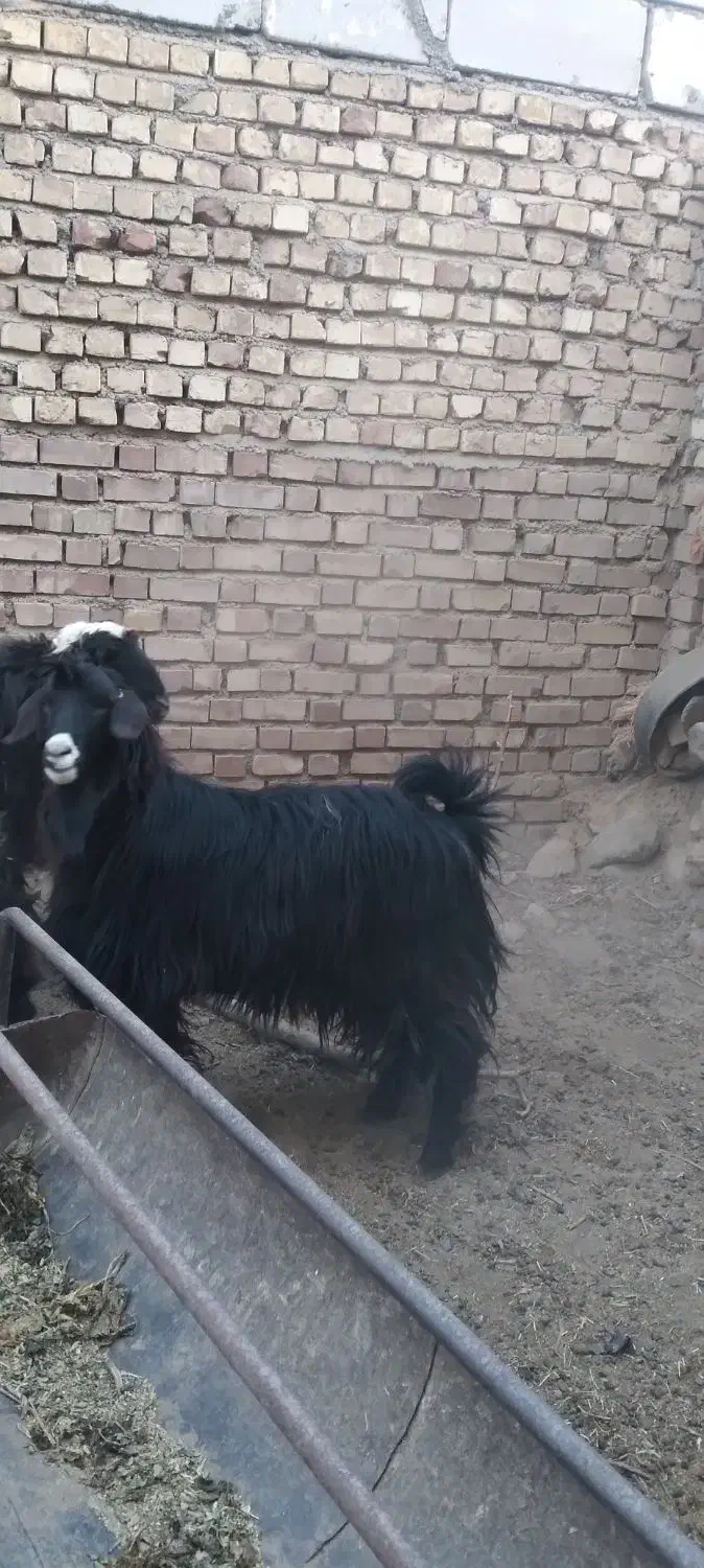 چبش چاق|حیوانات مزرعه|مود, |دیوار