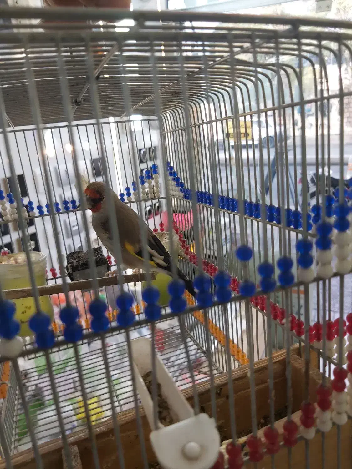 سهره دورگ کرمونی|پرنده|شیراز, سیاه سنگ|دیوار