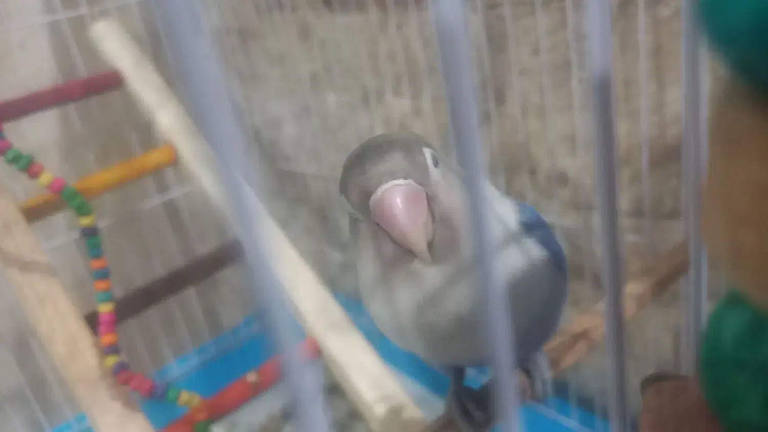 کوتوله برزیلی|پرنده|گلستان (تهران), |دیوار