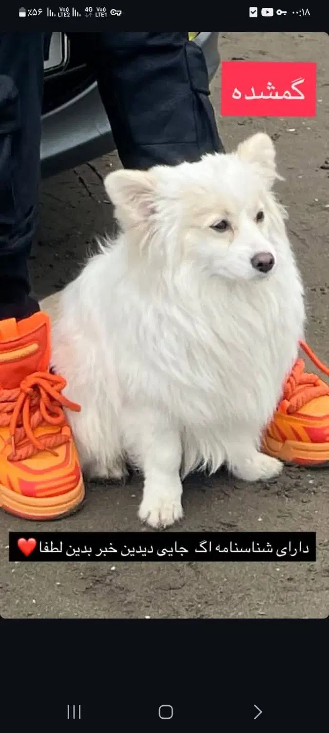 گمشده|سگ|زنجان, |دیوار