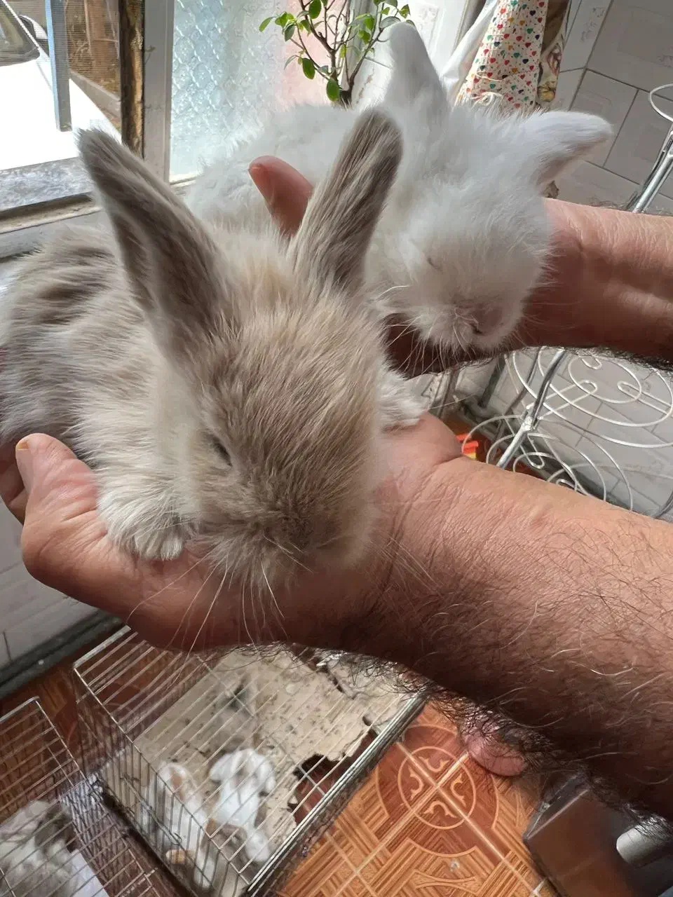 فروش بچه خرگوش آنگورا وجرسی ولوپی ومینیاتوری|موش و خرگوش|کرمانشاه, |دیوار