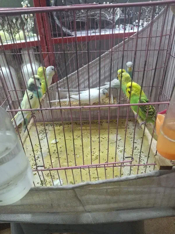 فروش 8 عدد مرغ عشق دونه 150 مقطوع|پرنده|قرچک, مهدیه|دیوار