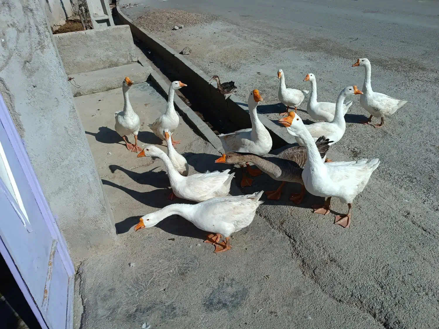 غاز|حیوانات مزرعه|اردبیل, |دیوار