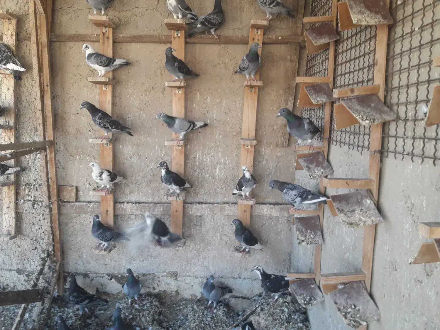 کبوتر مسافتی|پرنده|شیراز, شاهچراغ|دیوار