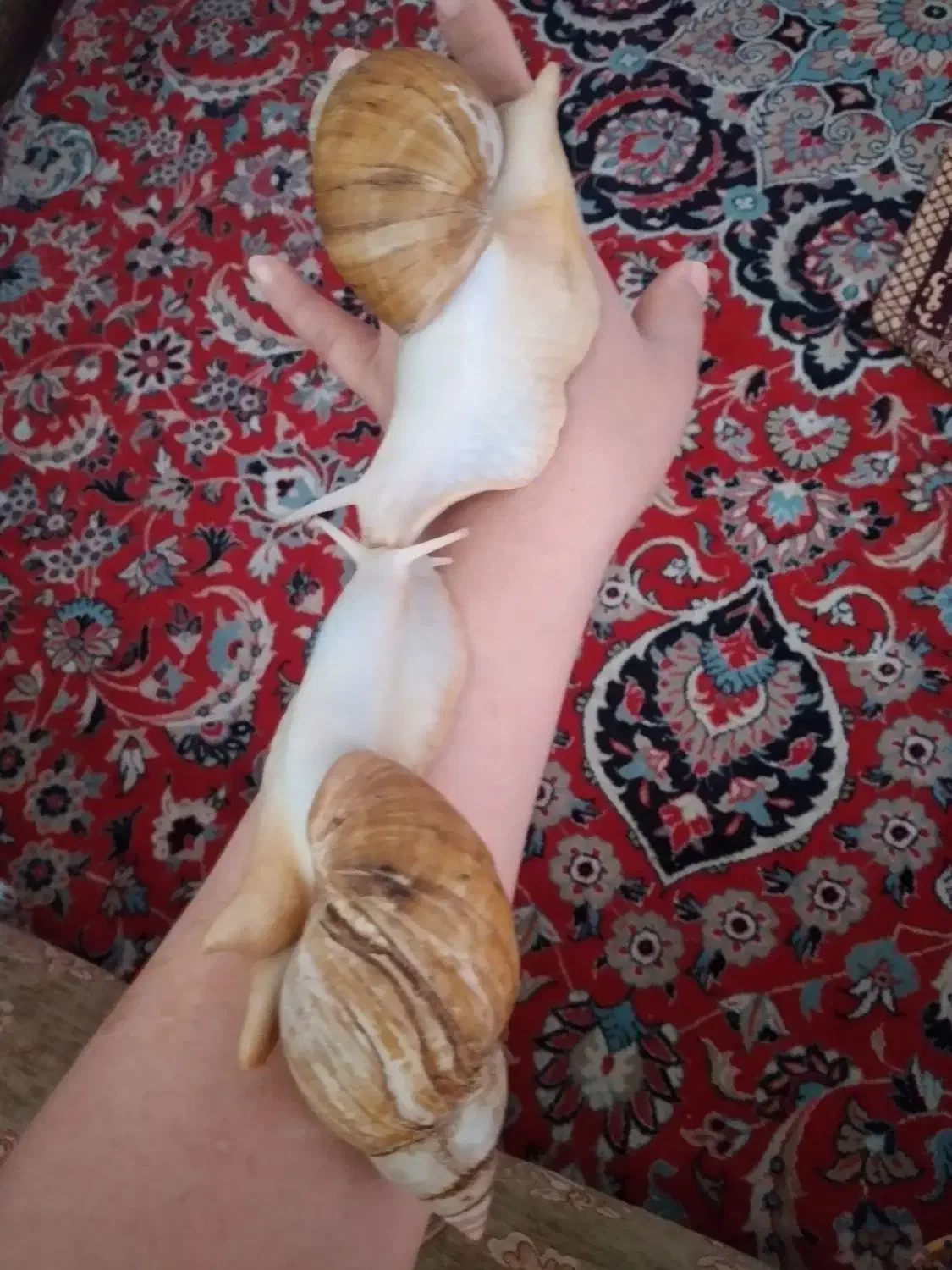 جفت حلزون|خزنده|تهران, سلیمانی|دیوار